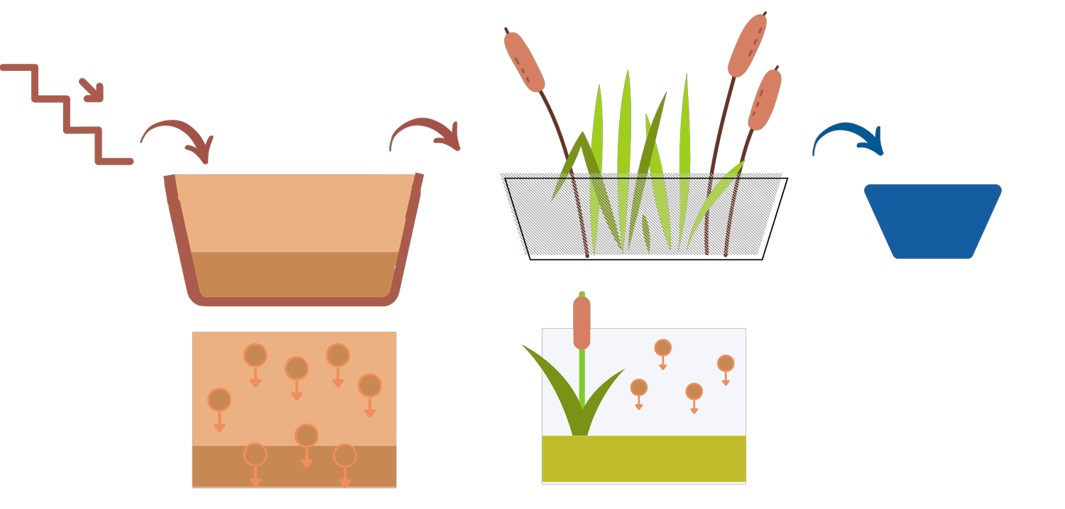 Reedbedillustration2