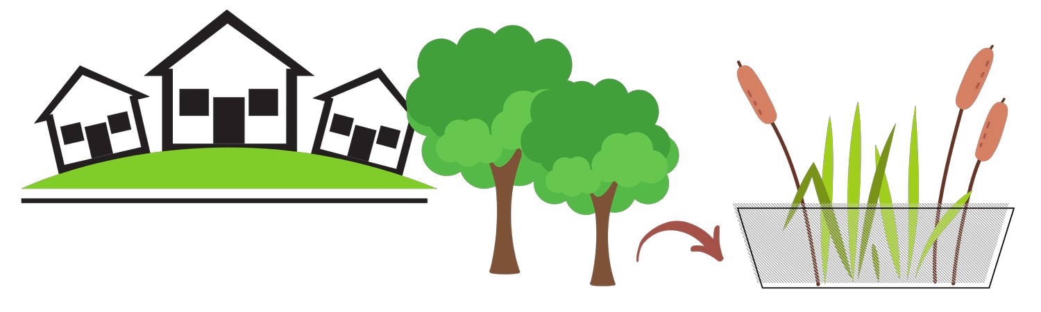 Reedbedillustration3